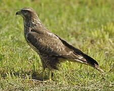 Common Buzzard