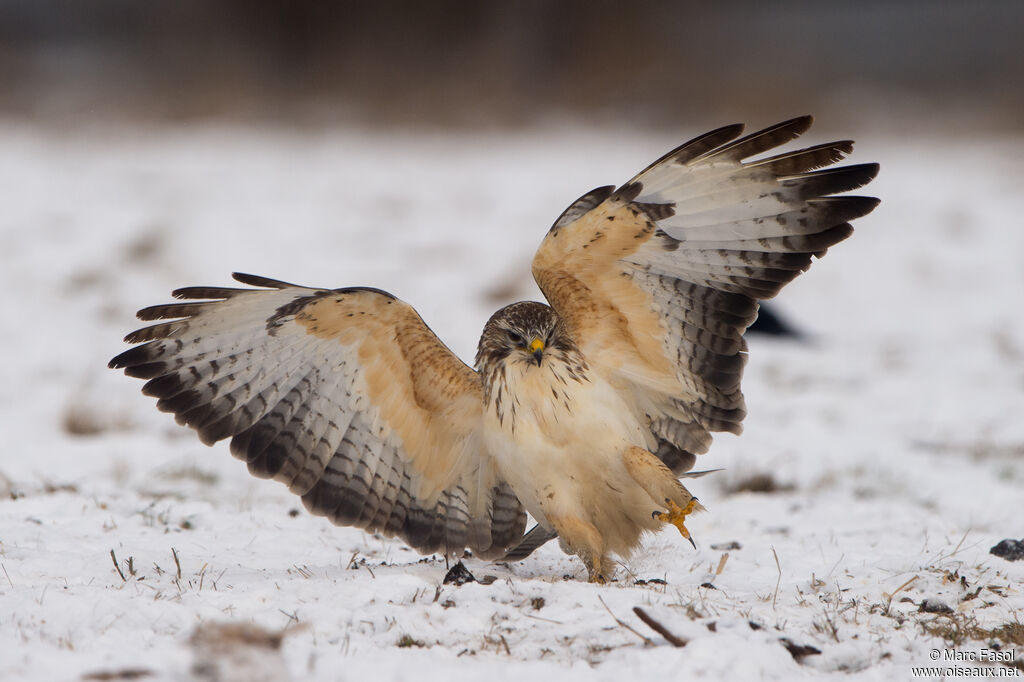 Common Buzzardadult, Flight