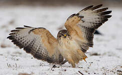 Buse variable