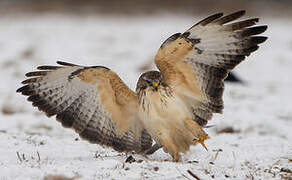 Common Buzzard