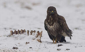 Common Buzzard