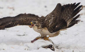 Common Buzzard