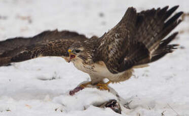 Buse variable