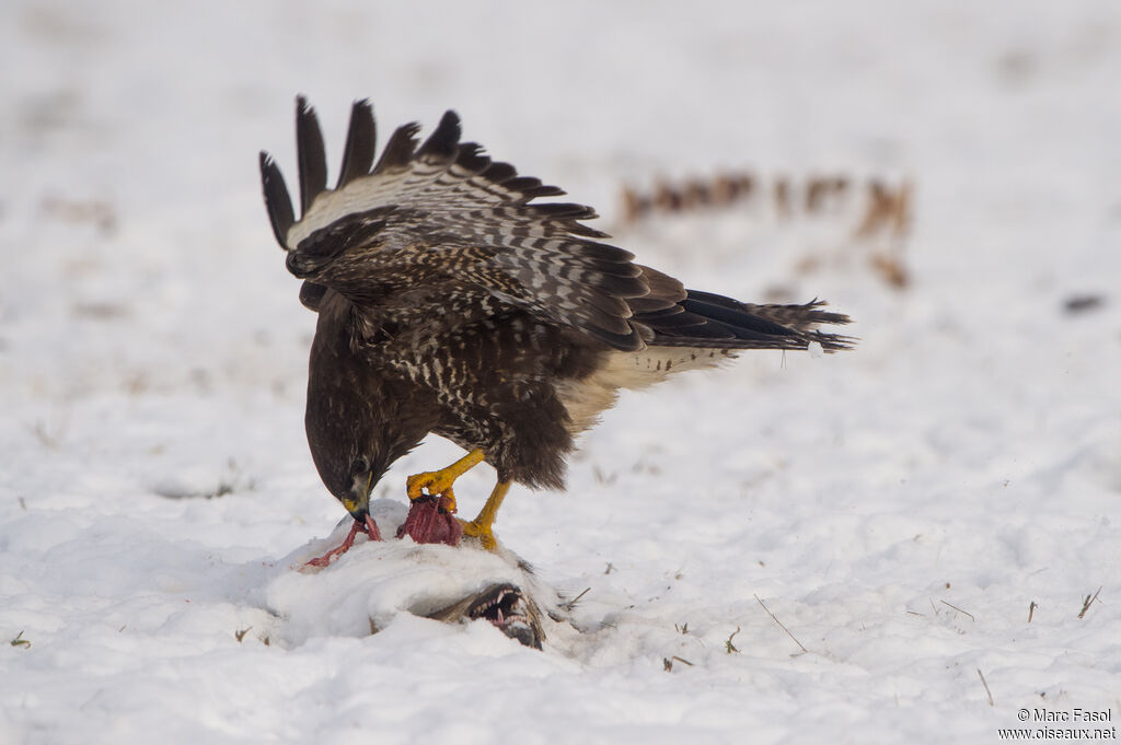 Common Buzzardadult, identification, eats