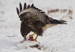 Common Buzzard