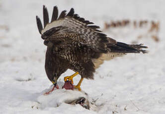 Buse variable