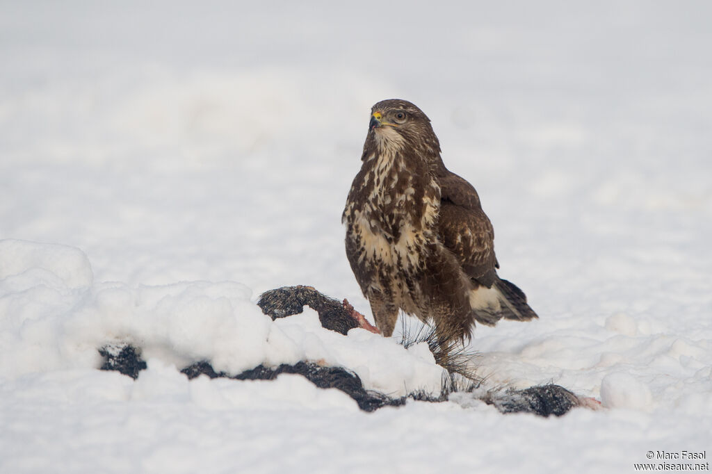 Common Buzzardadult, identification, feeding habits