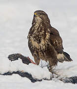 Common Buzzard