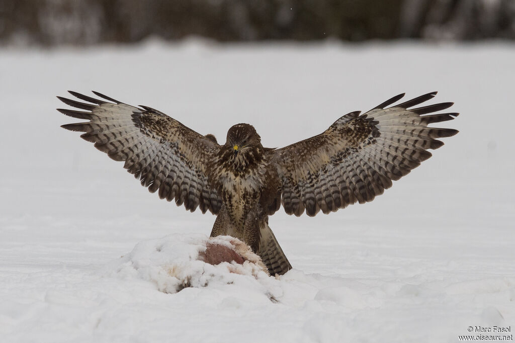 Buse variableadulte, identification, mange