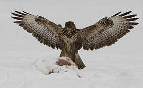 Common Buzzard