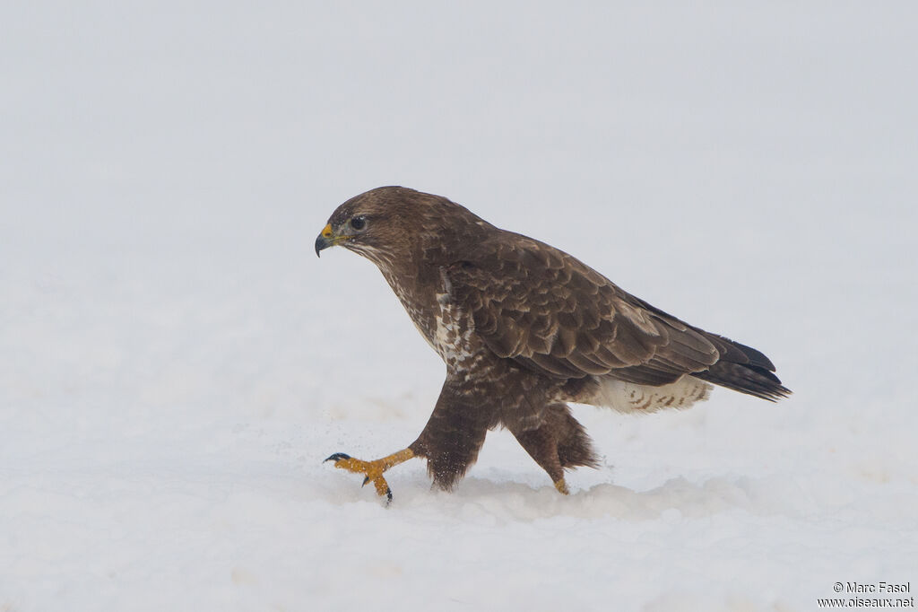 Common Buzzardadult, identification, walking