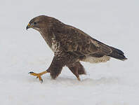 Buse variable