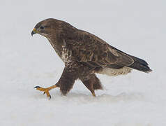 Common Buzzard