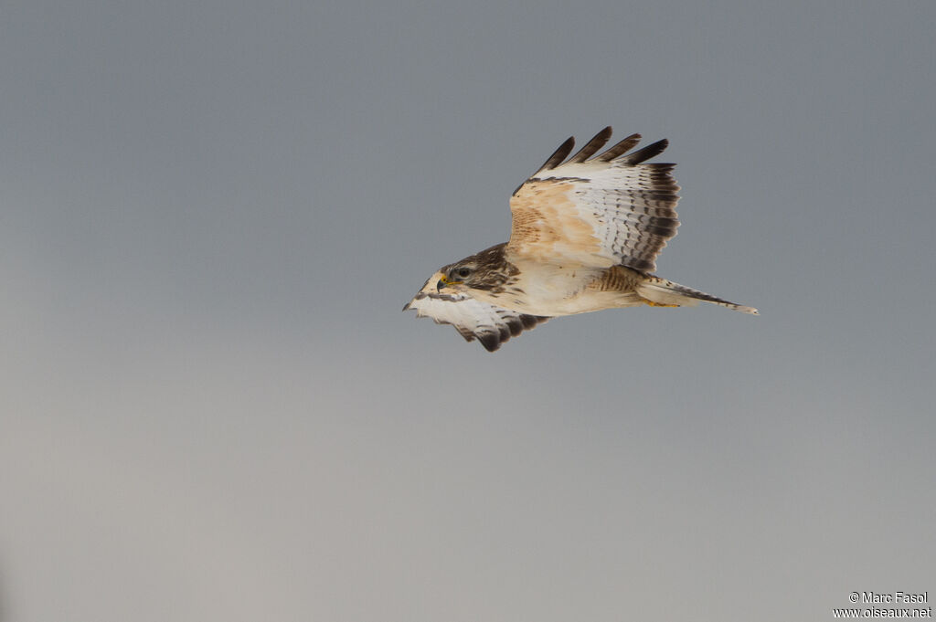 Common Buzzard, Flight