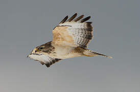 Common Buzzard