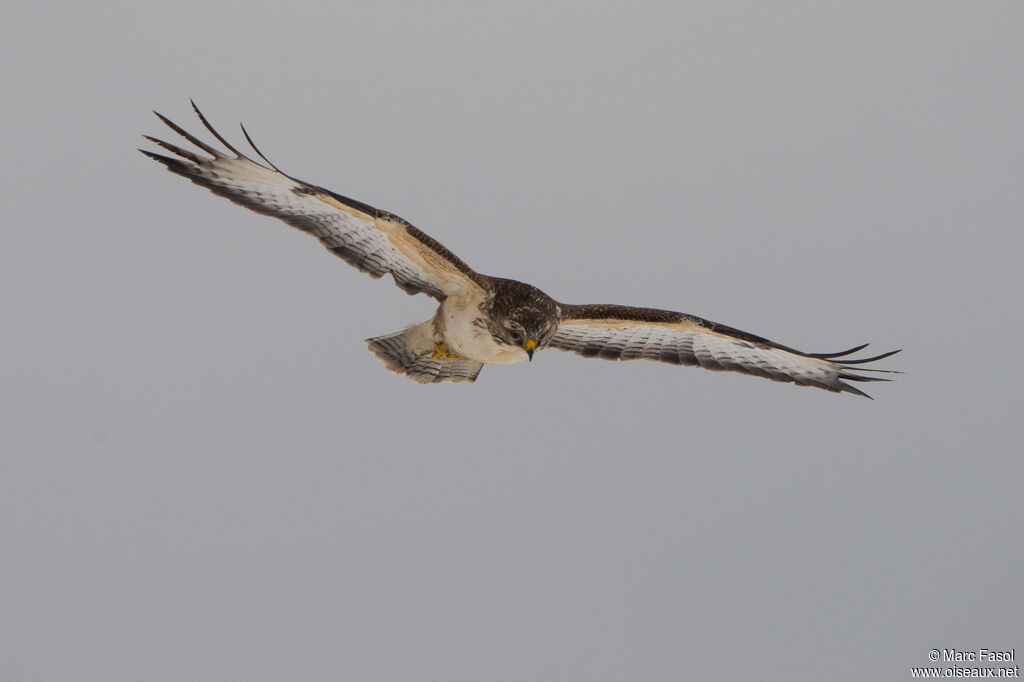 Common Buzzardadult, Flight