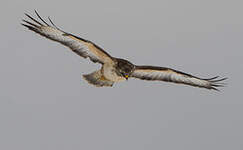 Buse variable