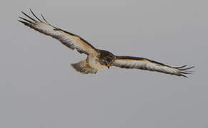 Buse variable