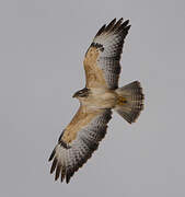 Common Buzzard