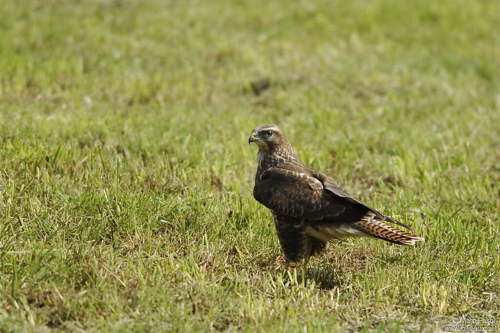 Common Buzzardsubadult, identification