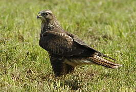 Common Buzzard