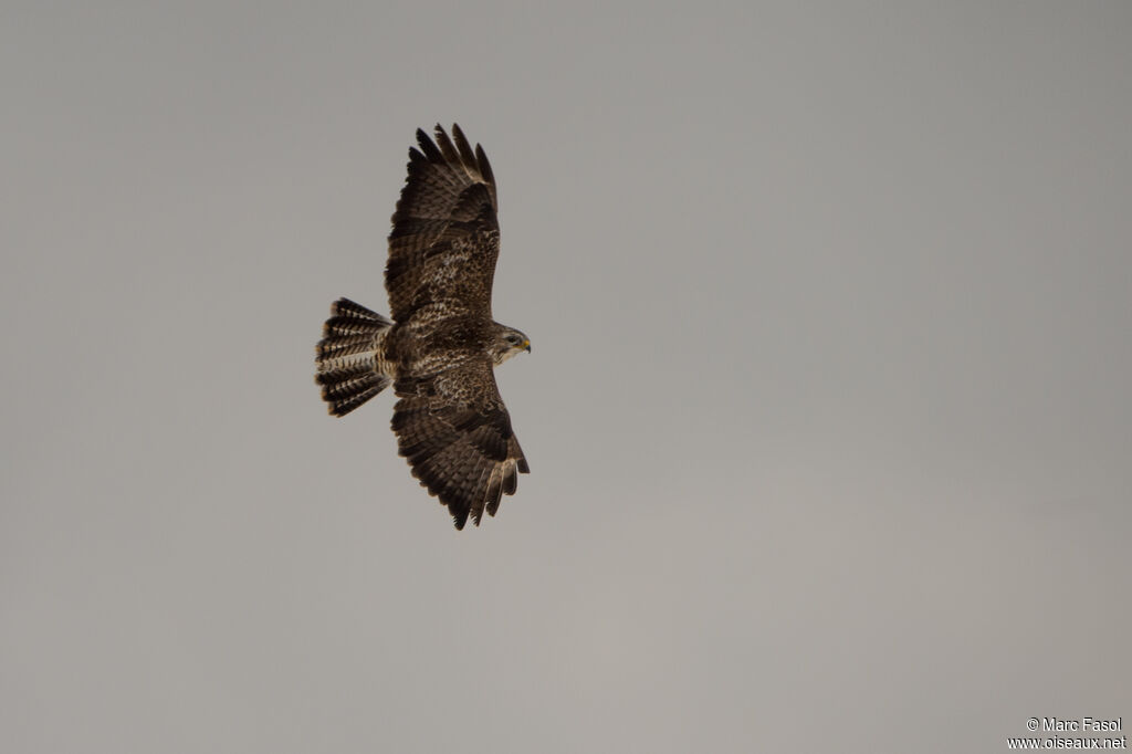 Common Buzzardadult, Flight