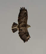 Common Buzzard