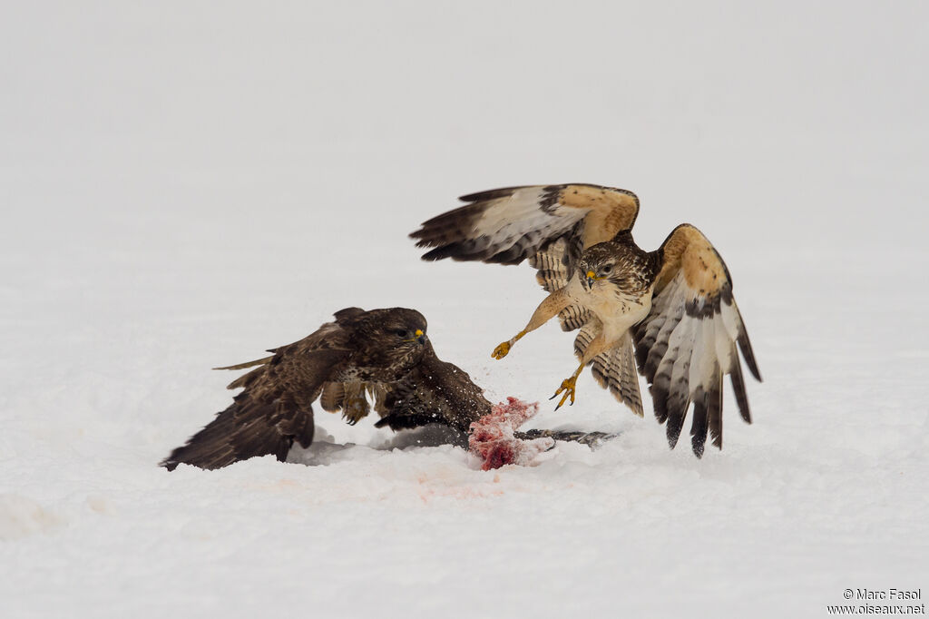 Buse variableadulte, mange