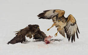 Common Buzzard