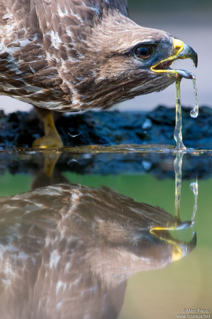 Common Buzzardadult, close-up portrait, drinks