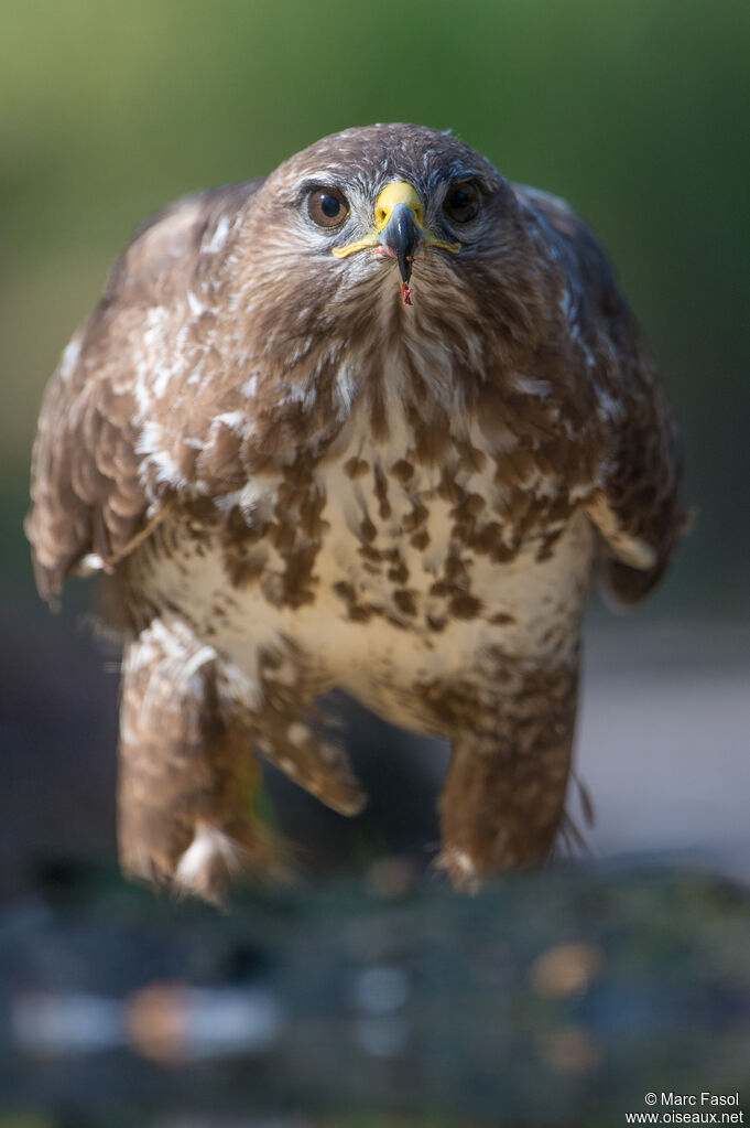 Common Buzzardadult breeding, close-up portrait