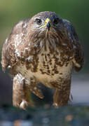 Common Buzzard