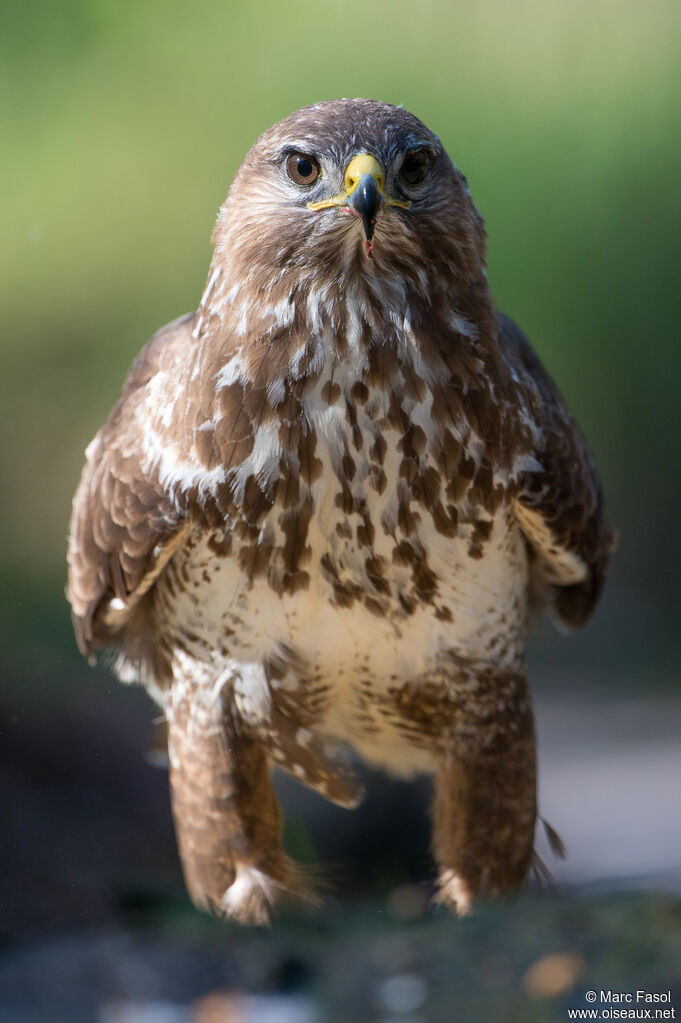 Common Buzzardadult, close-up portrait, eats