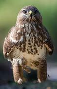 Common Buzzard