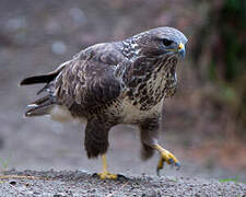 Common Buzzard