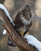 Common Buzzard