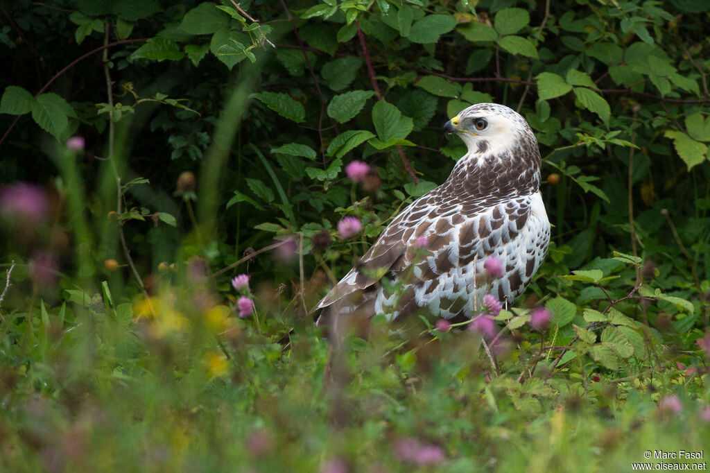 Common Buzzard, identification