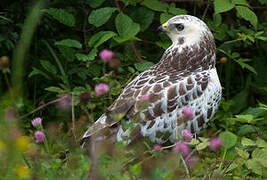 Common Buzzard