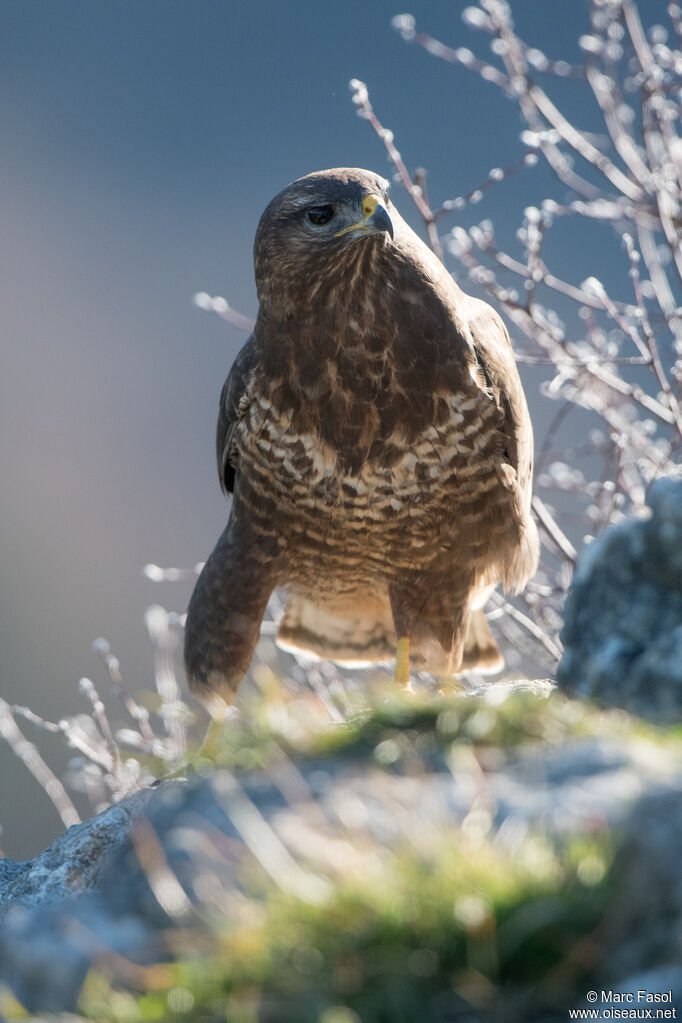 Buse variableadulte, identification