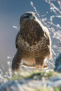 Common Buzzard