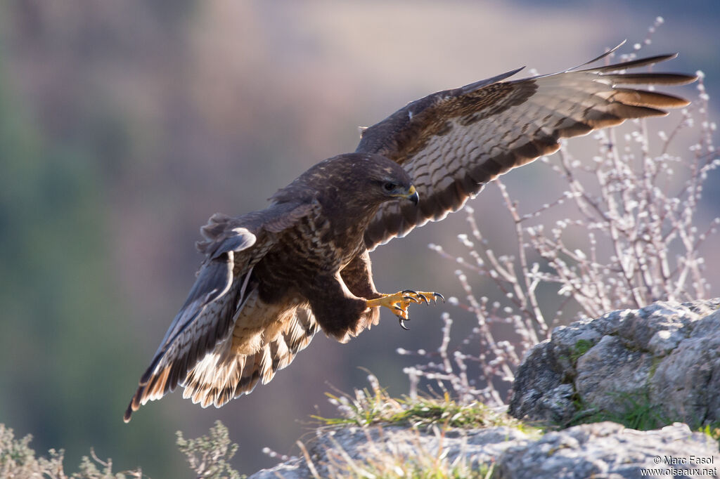 Common Buzzardadult, Flight