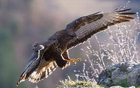 Common Buzzard