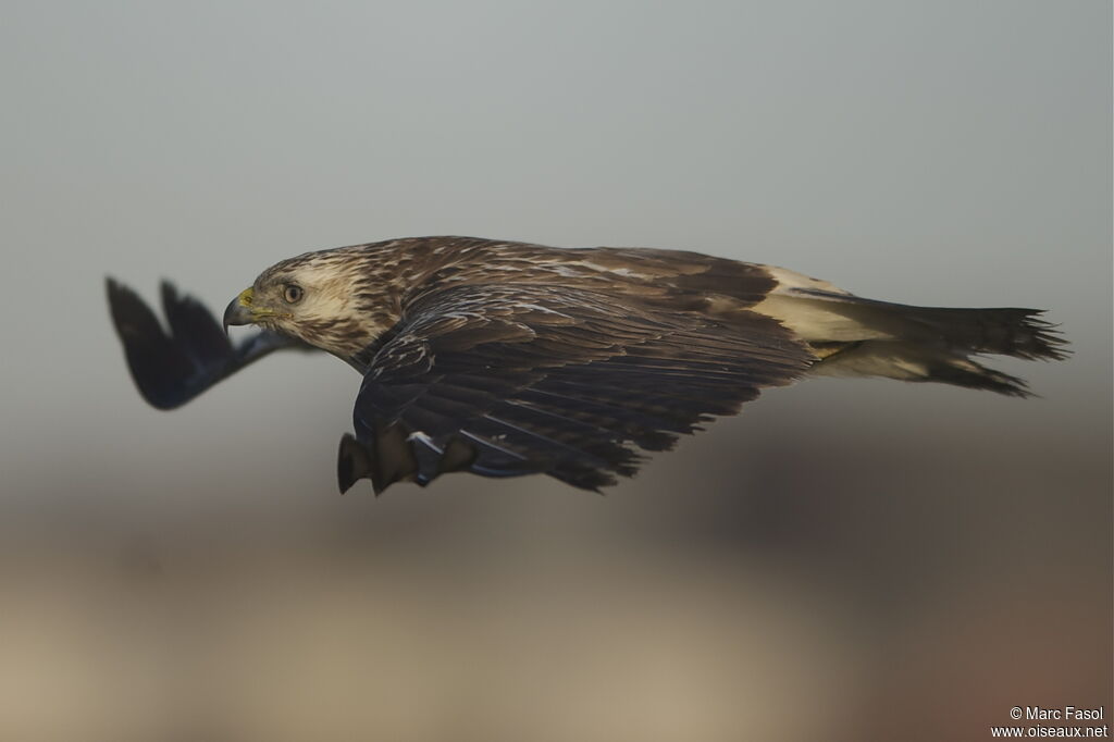 Common Buzzard, Flight