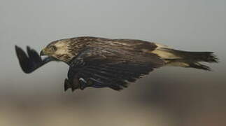 Common Buzzard