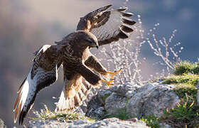 Common Buzzard