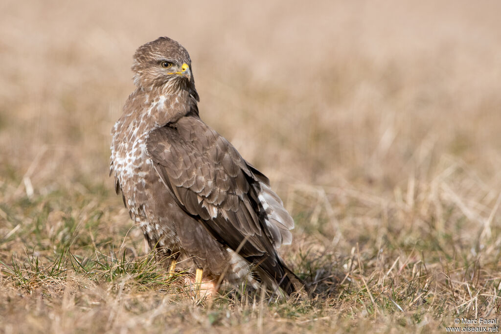 Common Buzzardadult, identification, eats