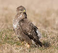 Buse variable