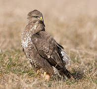 Common Buzzard