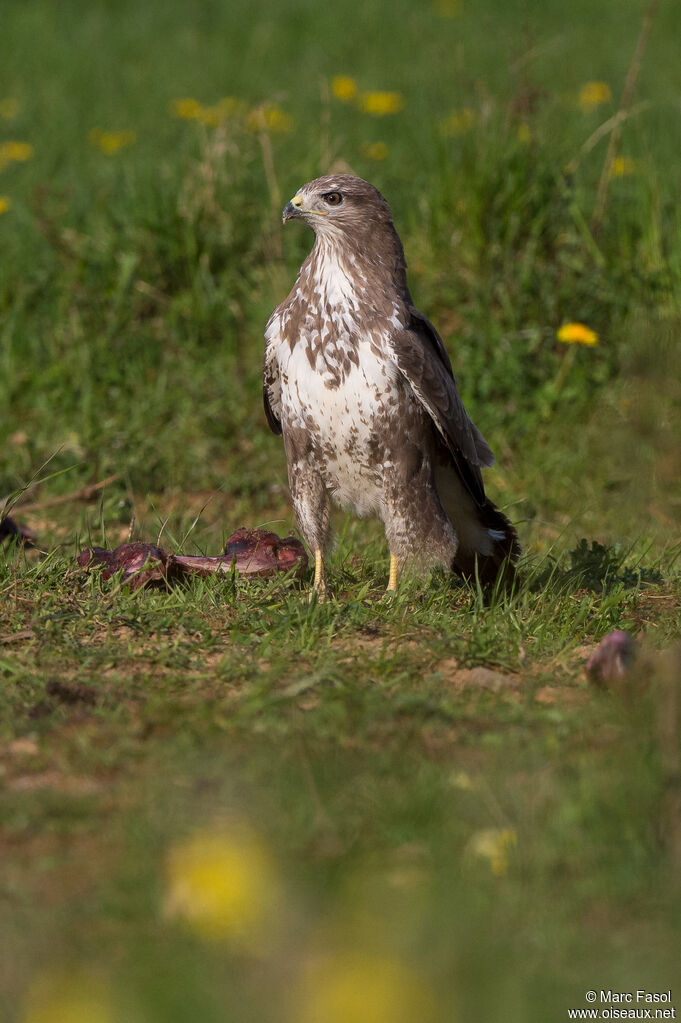 Common Buzzardadult breeding, identification, feeding habits