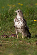 Common Buzzard